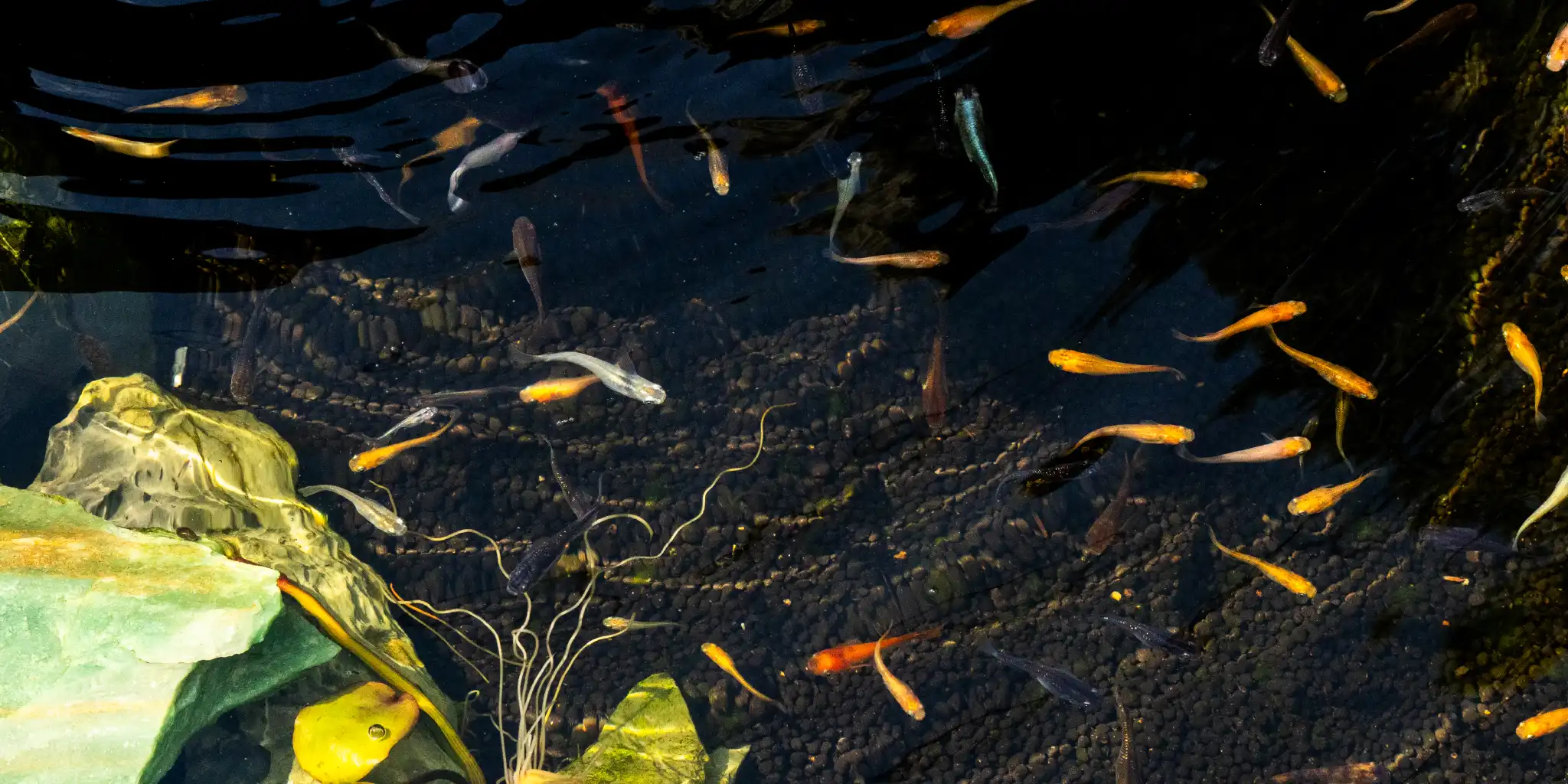 めだか寺のめだか達１