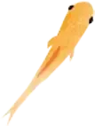 めだか１