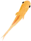 めだか1