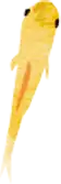 めだか2