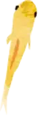 めだか２