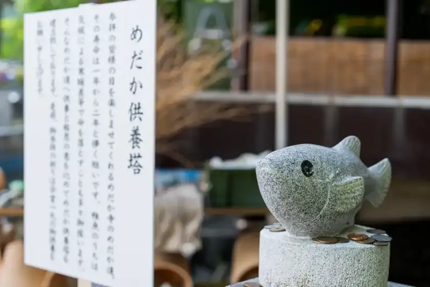 めだか達