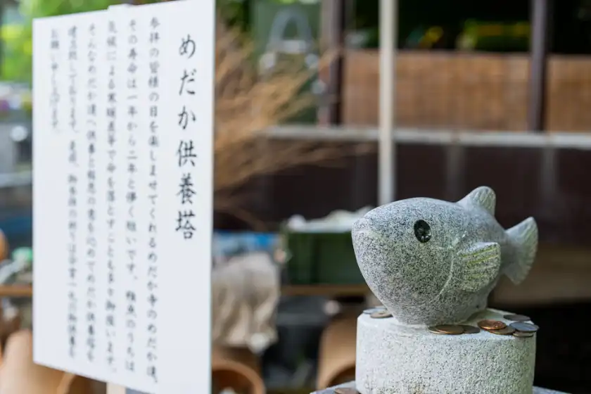 めだか達